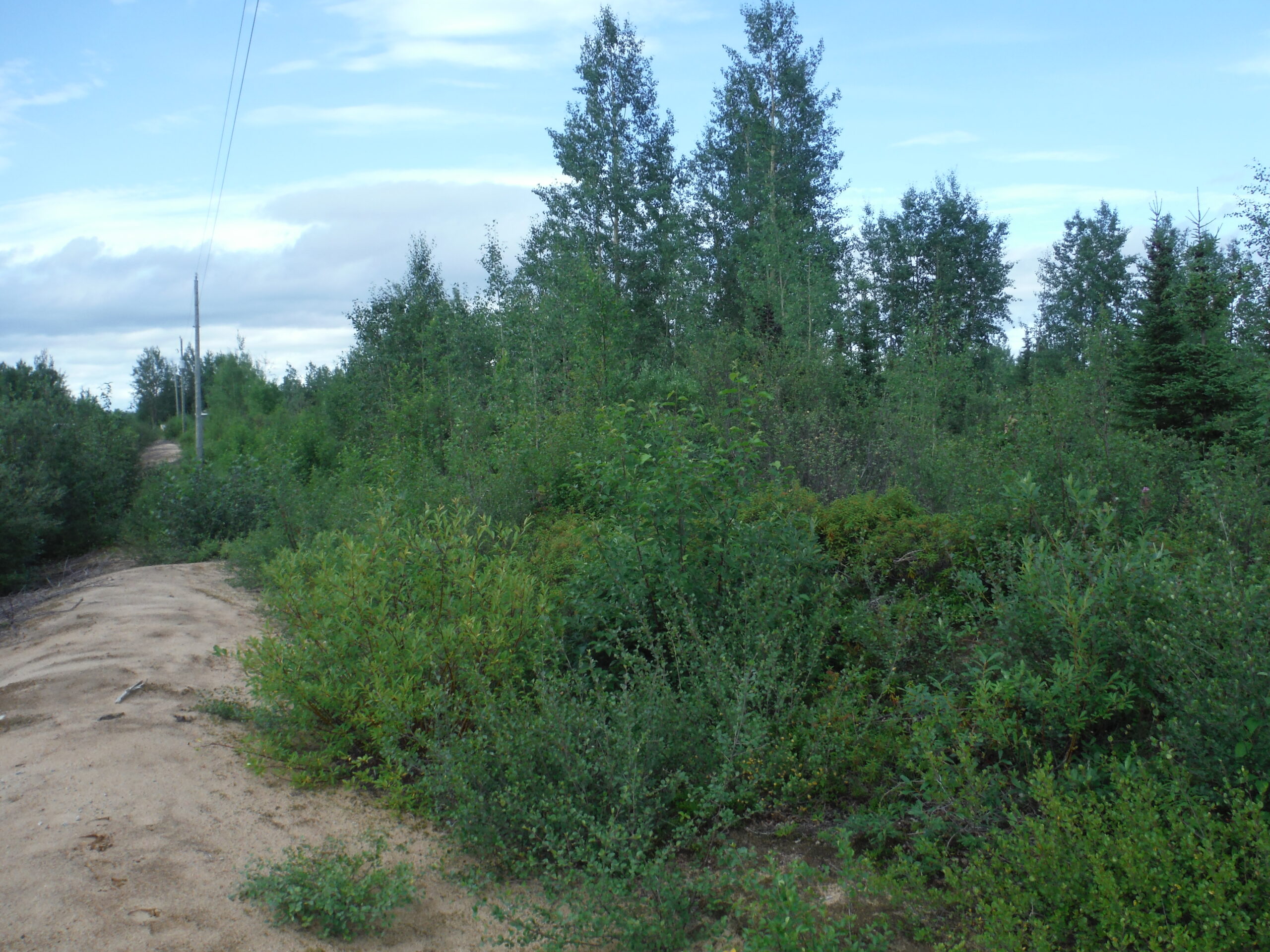 Pye Centre for Northern Boreal Food Systems