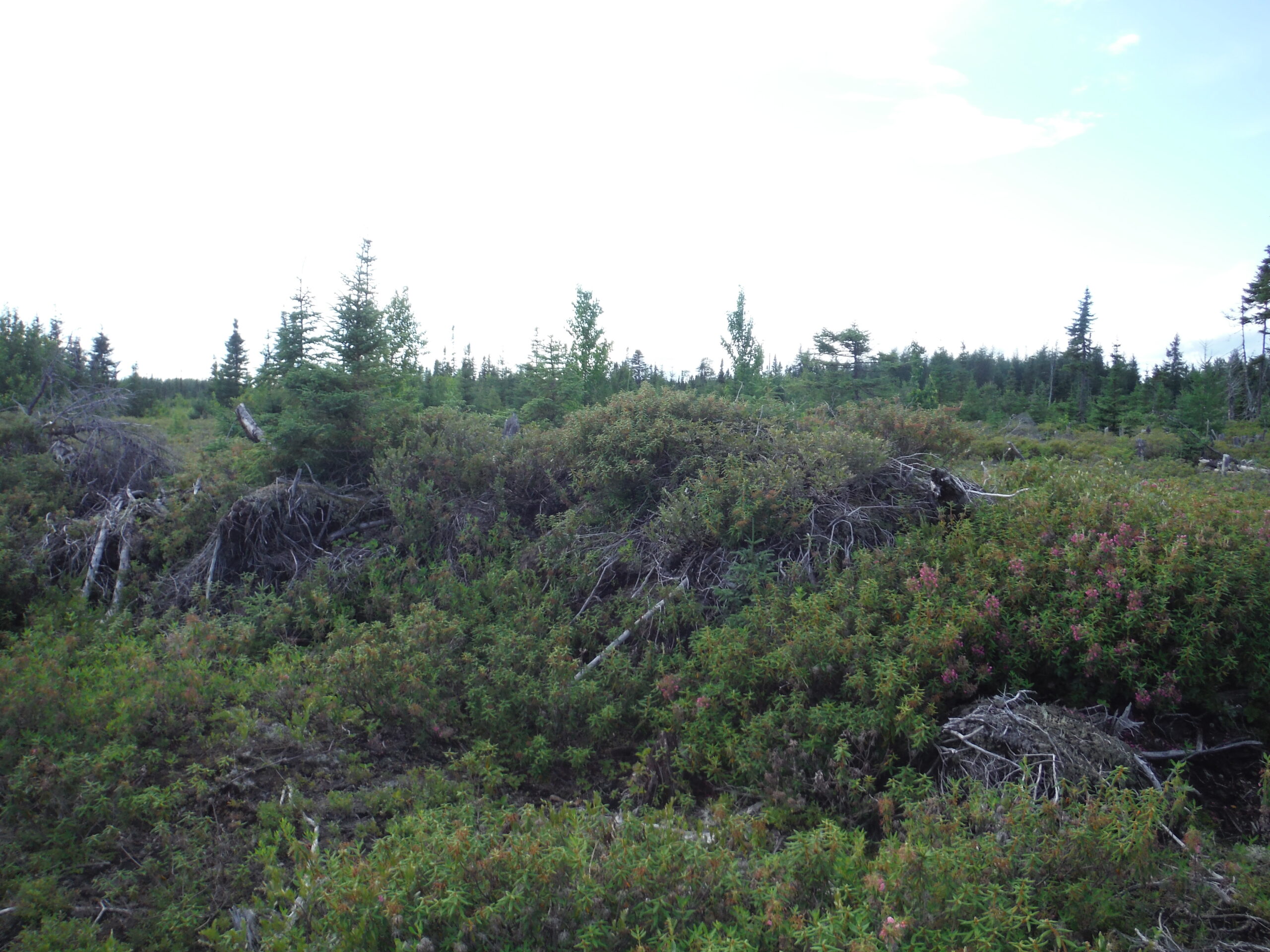 The local vegetation, southern portion of the farm.