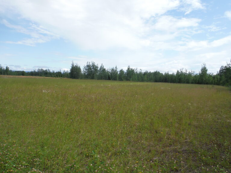 The northern, recently cleared portion of the farm.