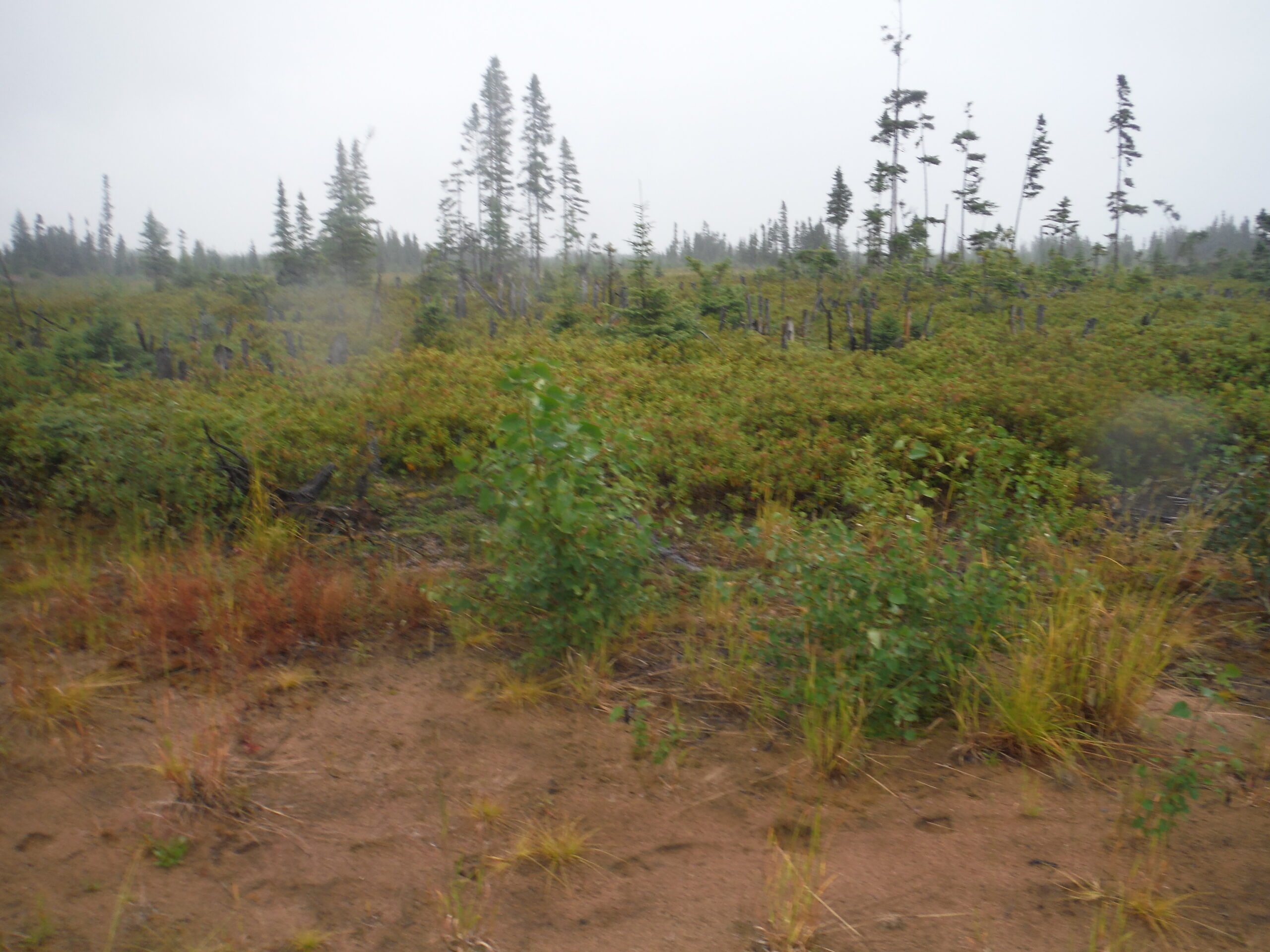 The vegetation on the northern end of the farm; Labrador tea growing from piles of cleared vegetation.