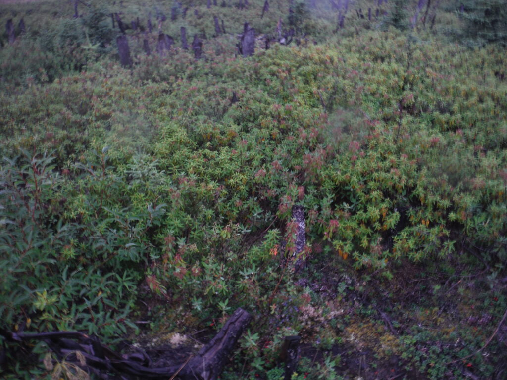 Labrador tea and burned stumps.