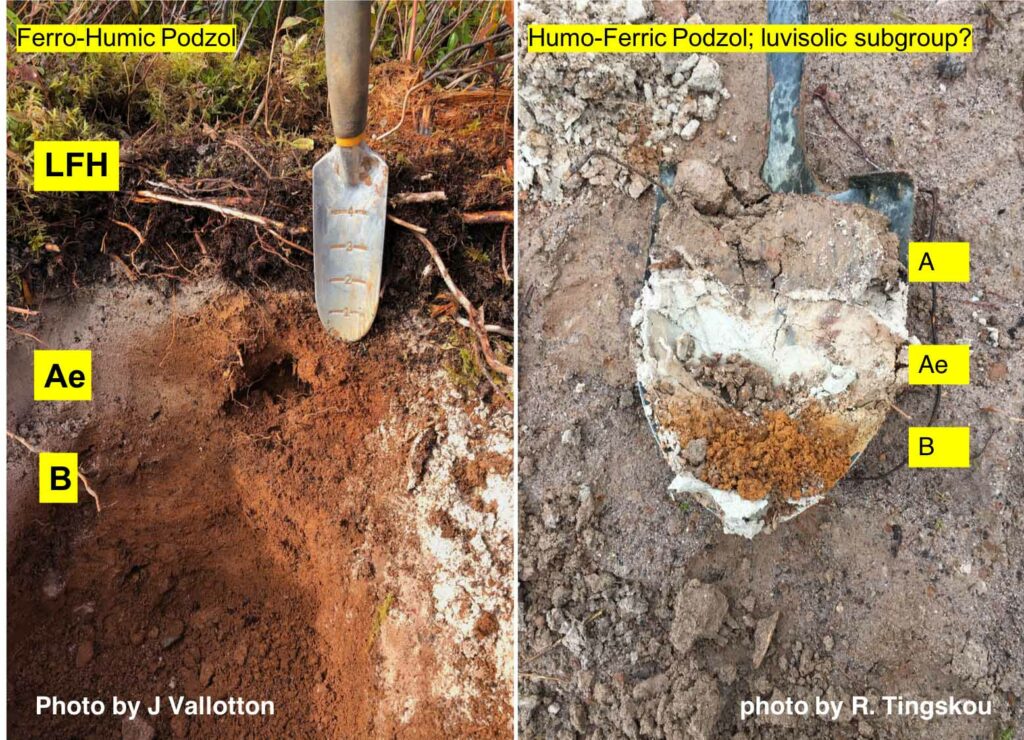 Podzol soil profiles