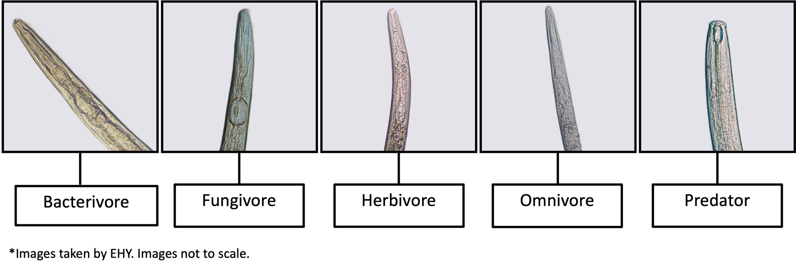 Soil nematodes under the microscope.