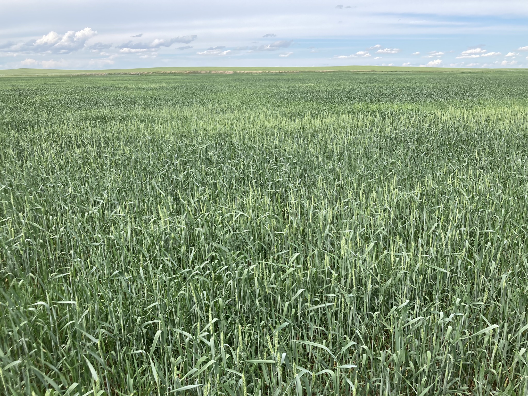 Mongolia