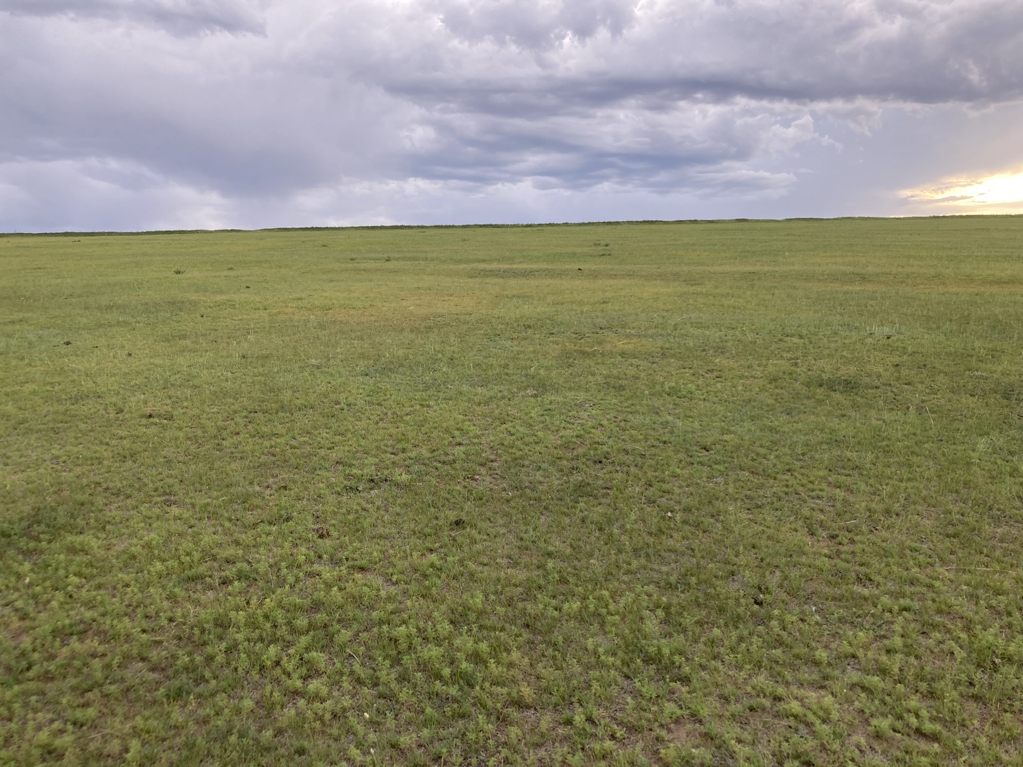 Native Mongolian steppe near Darkhan.