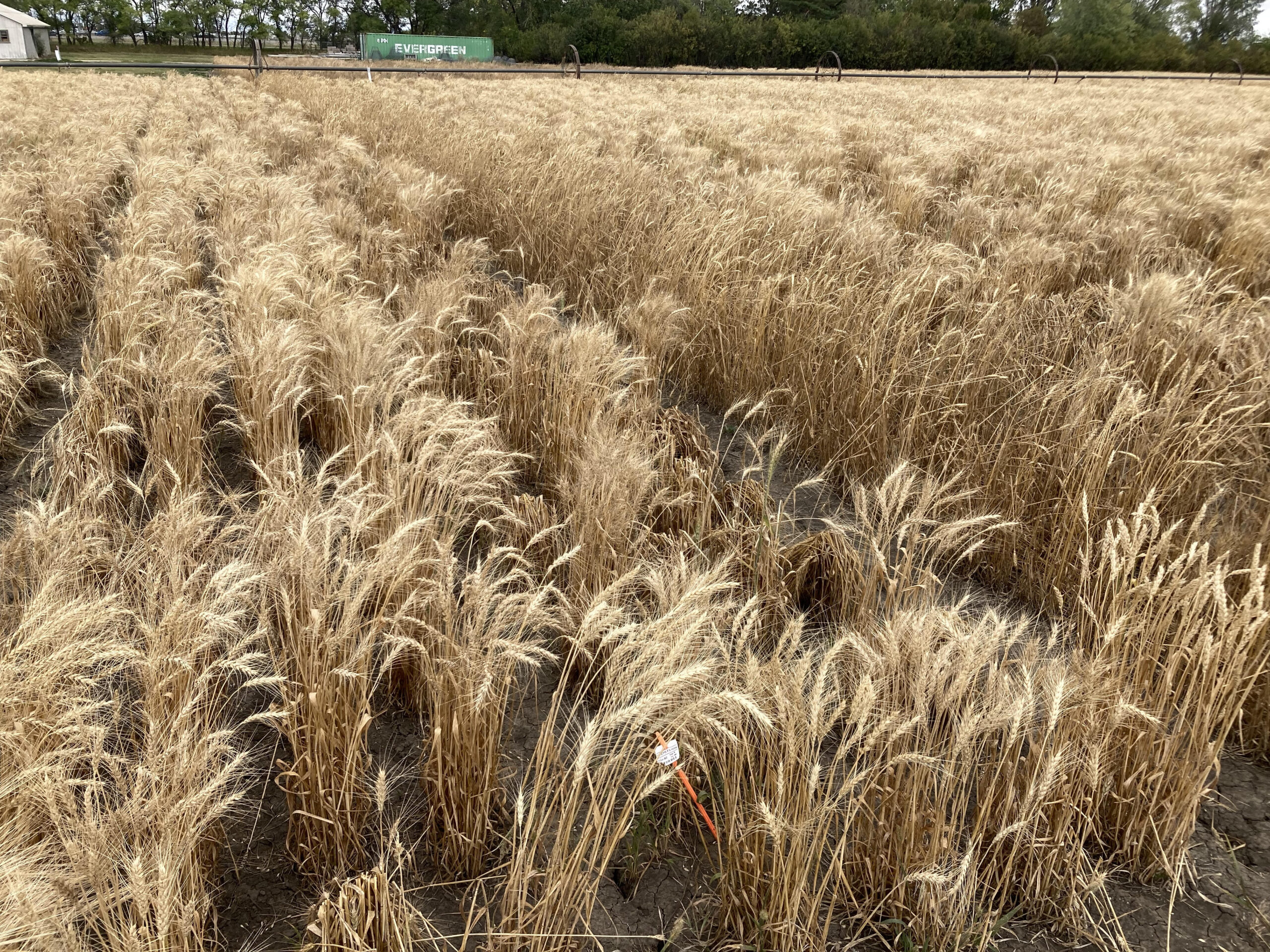 University of Saskatchewan wheat field.